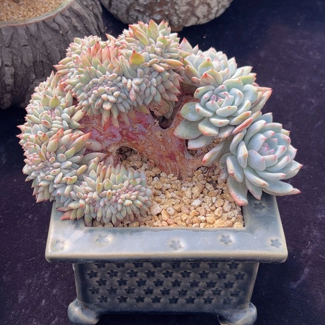 清**露新年快乐 新年快乐