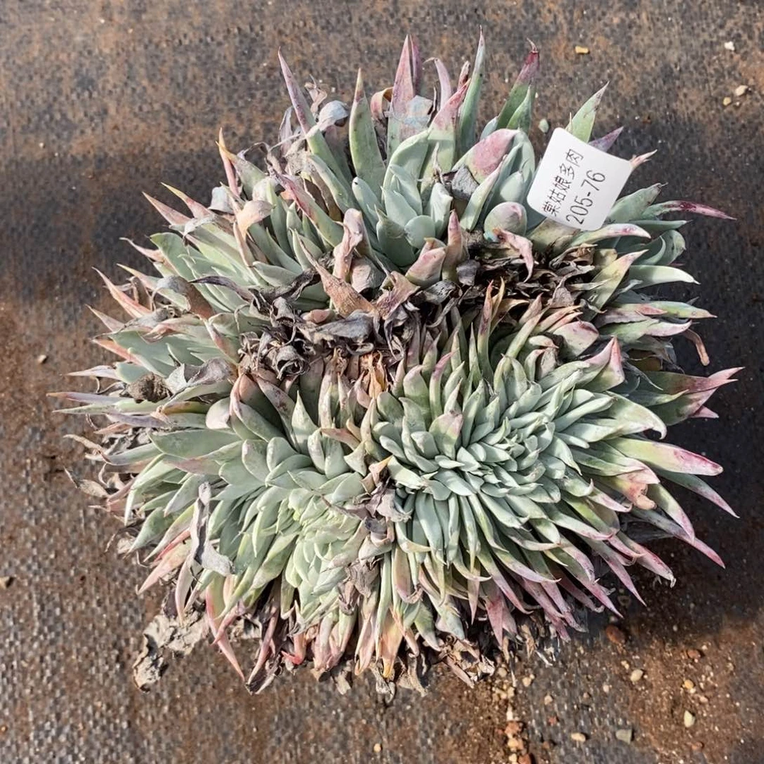 76号流丹缀化大群