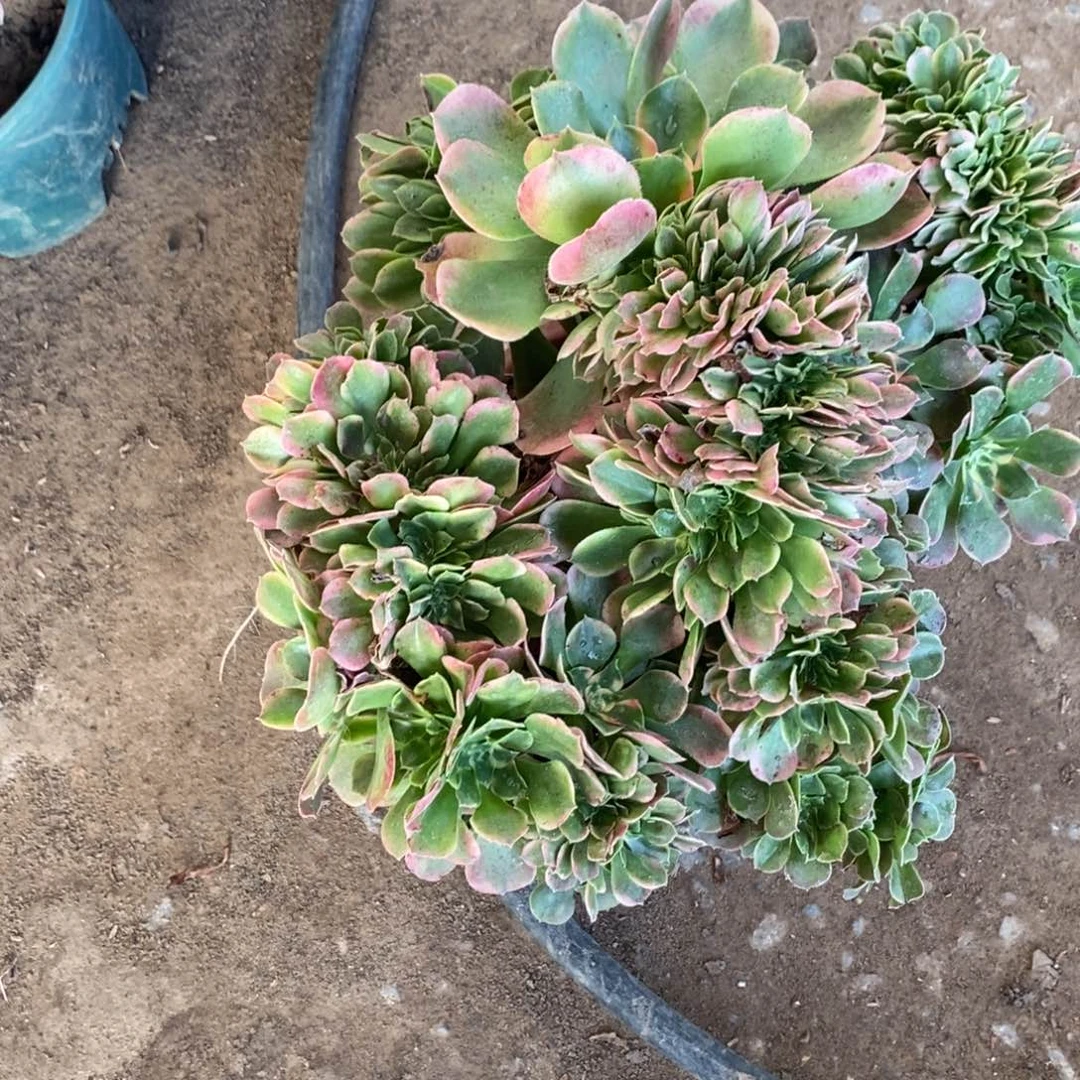 不开花植物1654号香妃缀化1颗