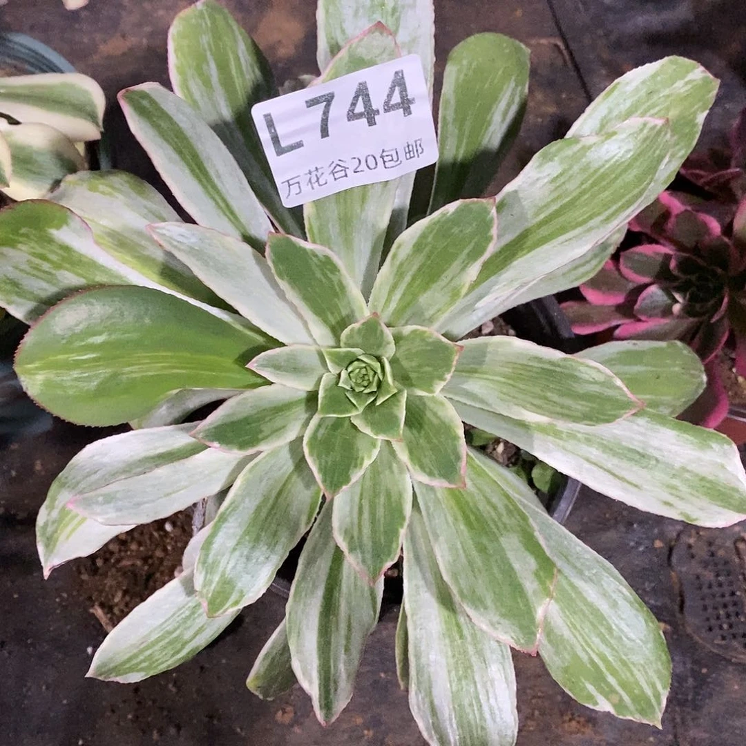 744白发魔女多肉植物