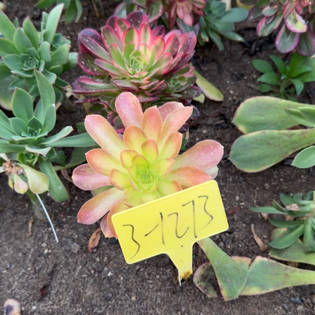 3-1273---多头多肉植物