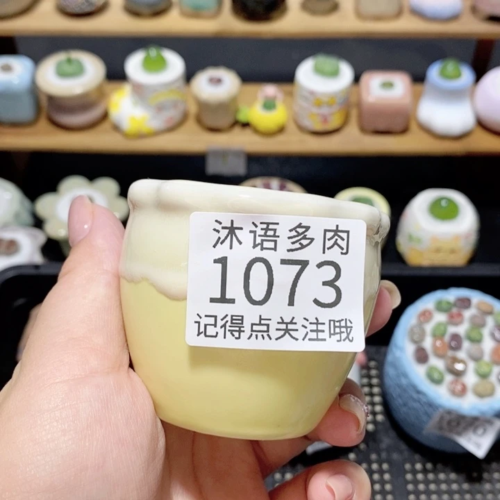 带盆土植物 精美盆栽1073