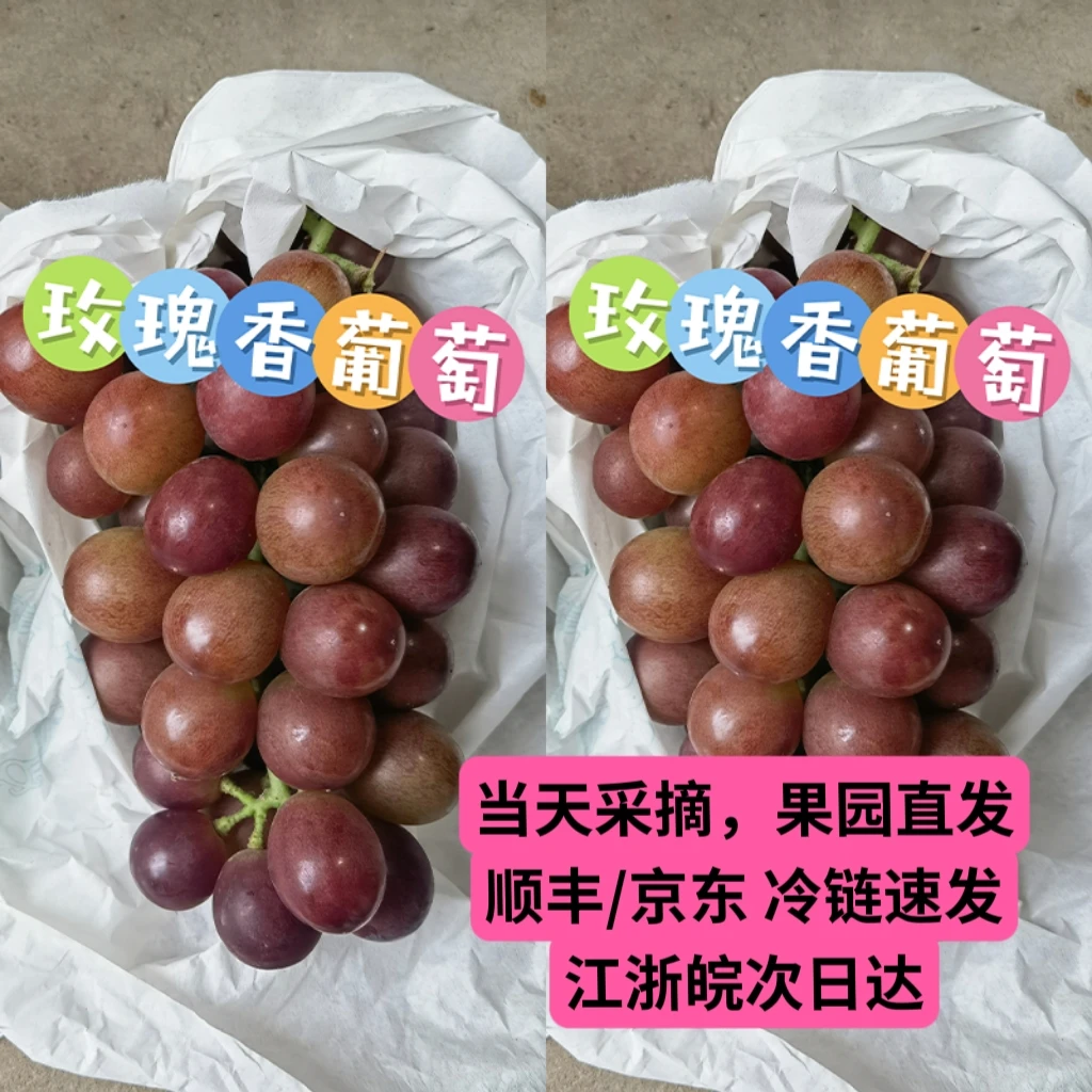 上海马陆葡萄巨玫瑰葡萄现摘现发6/10斤顺丰京东冷链江浙沪皖包邮