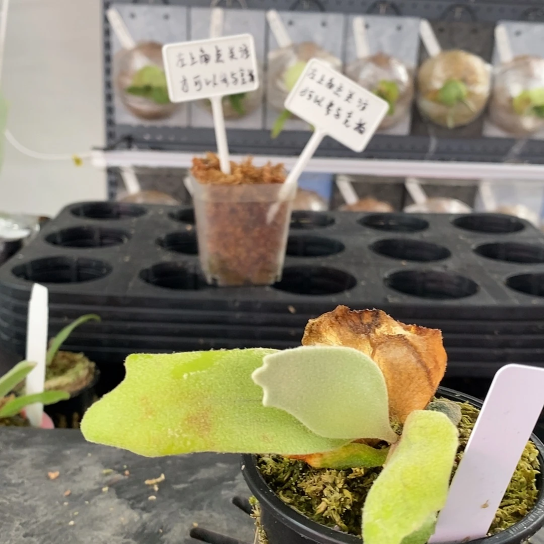 无花朵小皇冠鹿角蕨