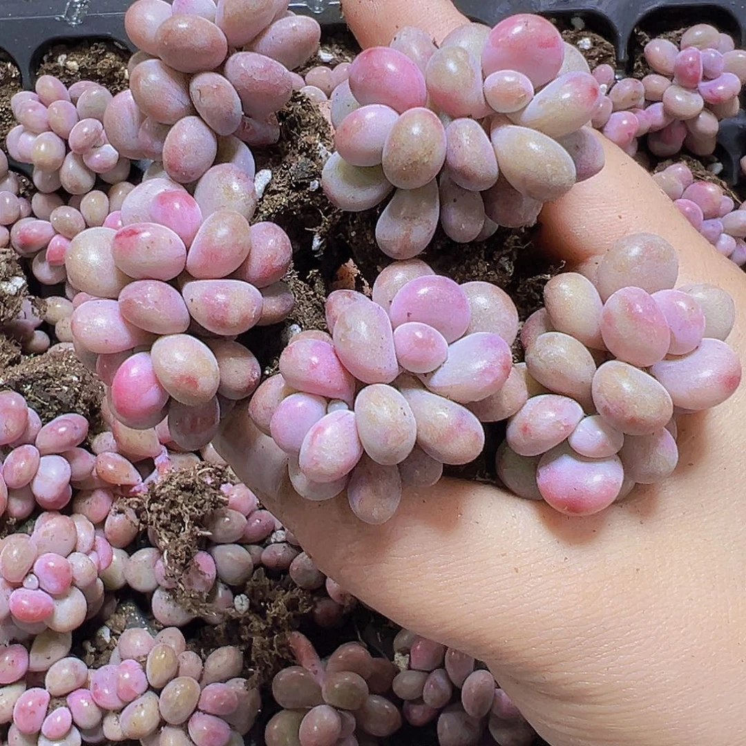 双头桃蛋5个19包邮