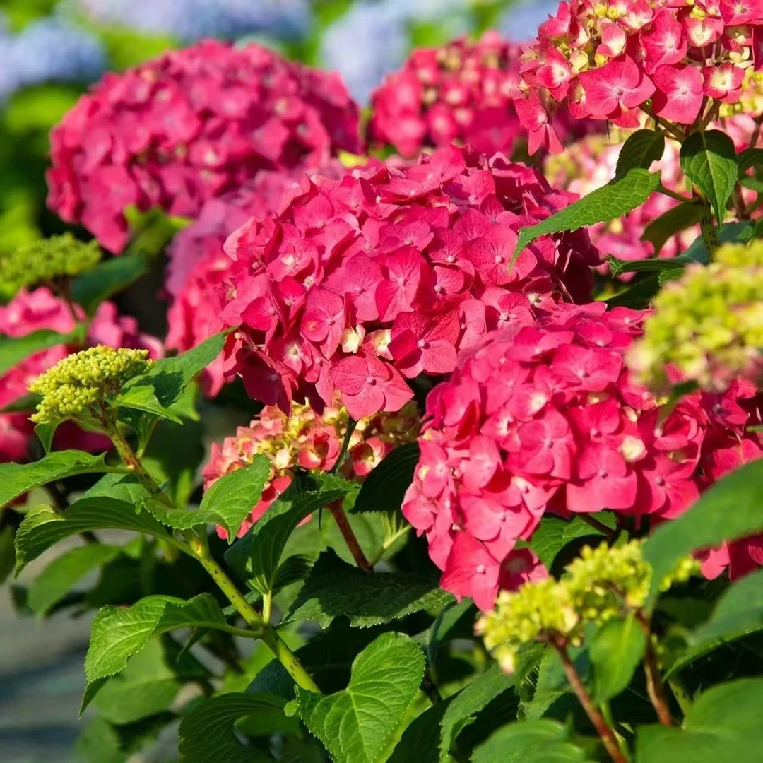 【玫红妈妈】玫红色大花绣球露天苗多季节开花南北方阳台庭院盆栽