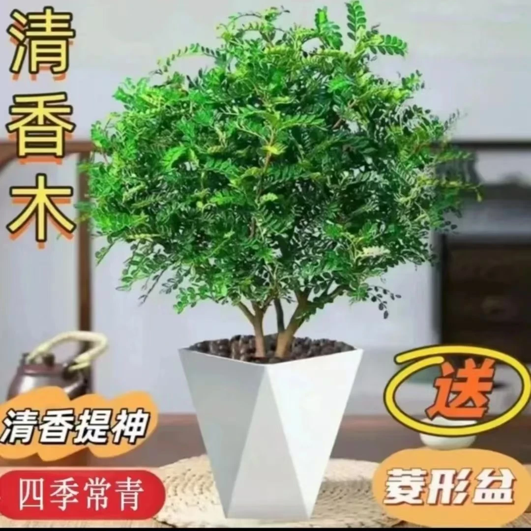 小珠清香木驱蚊四季花卉胡椒木精华空气10-20厘米
