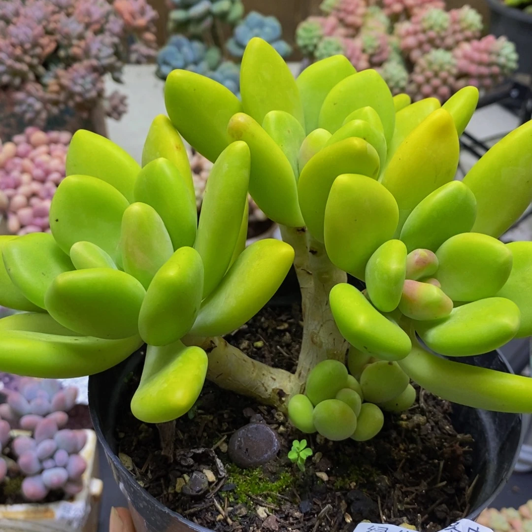 840芒果奶15cm多肉