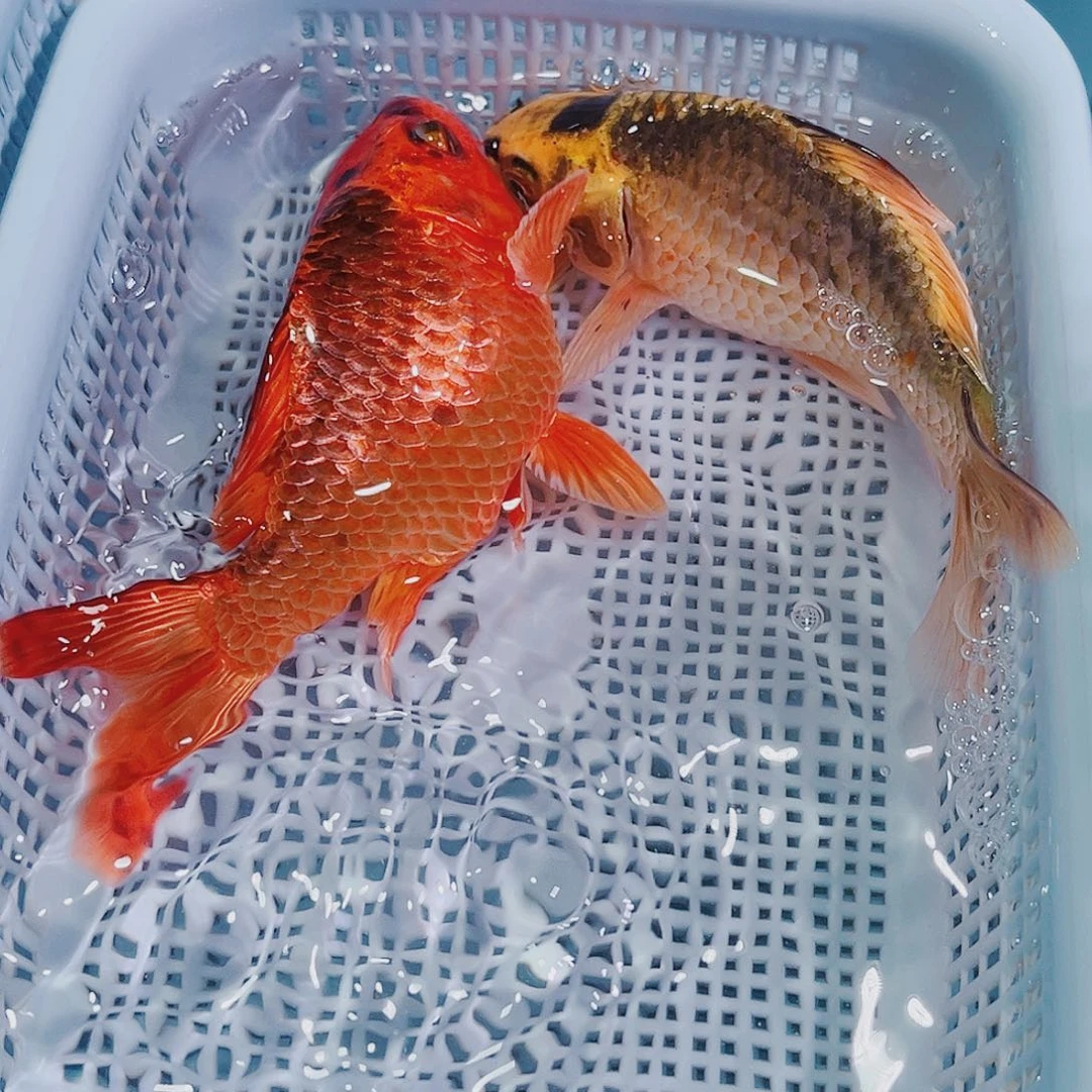 锦鲤锦鲤冷水鱼观赏120