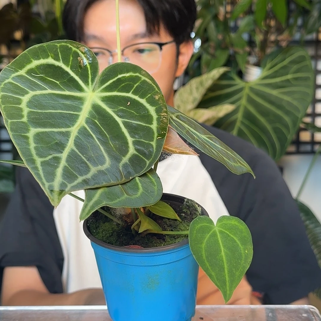 完全开放U97克莱恩