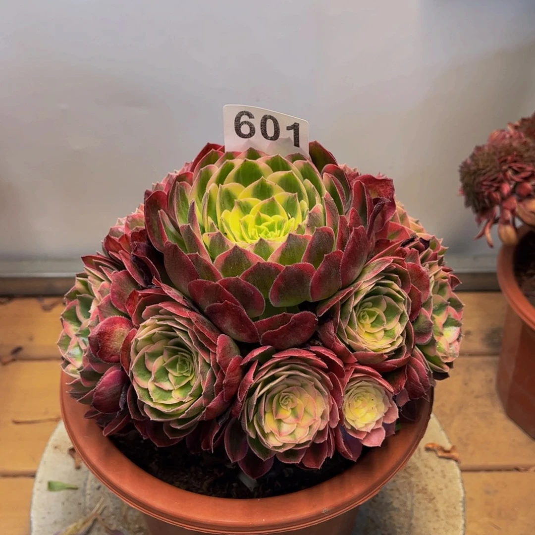 多肉植物海仙601法师