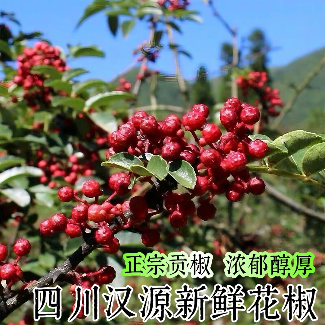 四川汉源农家新鲜湿花椒贡椒娃娃椒红花椒青花椒可炼油包邮