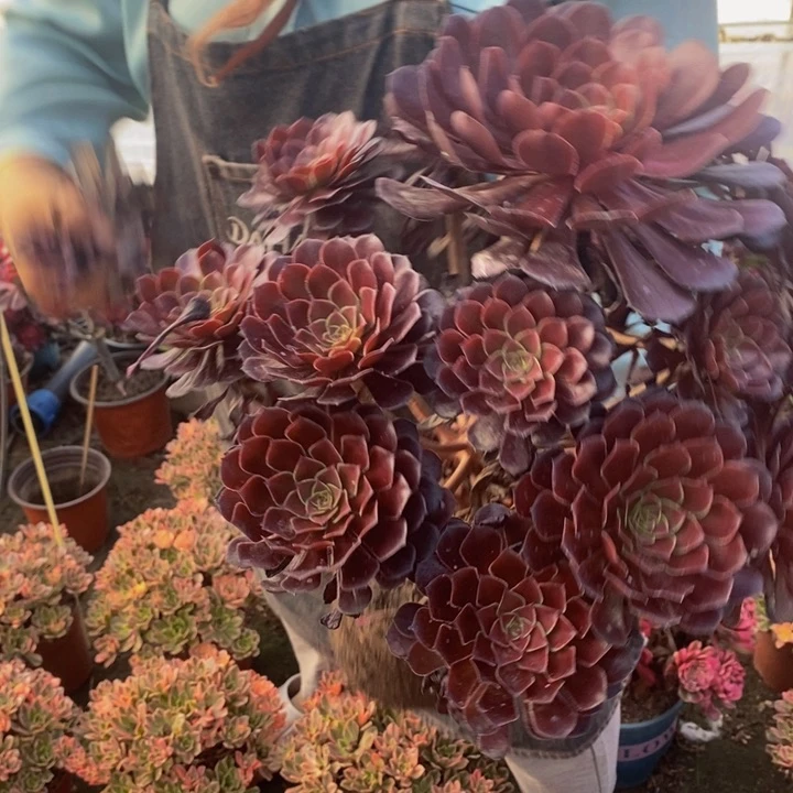 黑铜壶一颗多肉植物