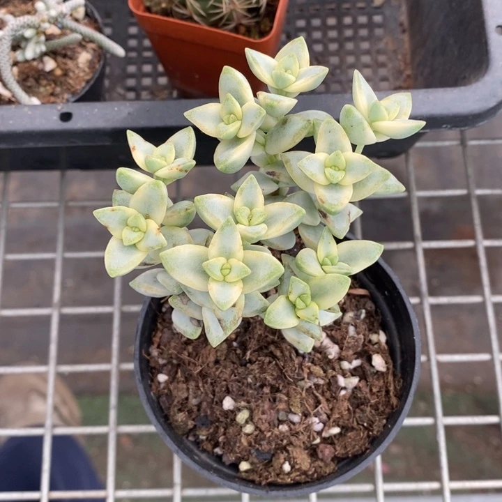 伯克利和格蕾纳等人在一个