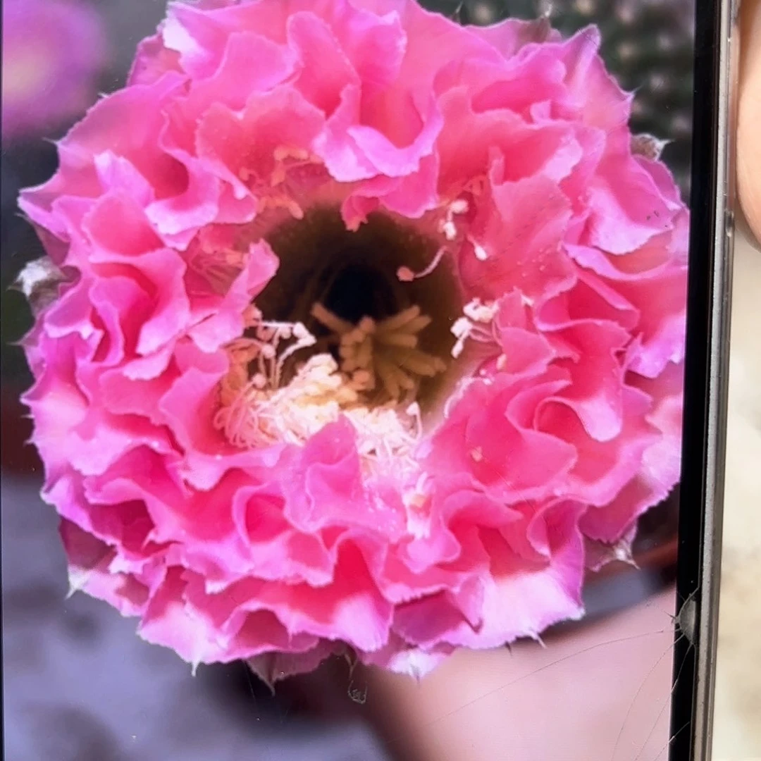 彩草青青51号6公分侧牙