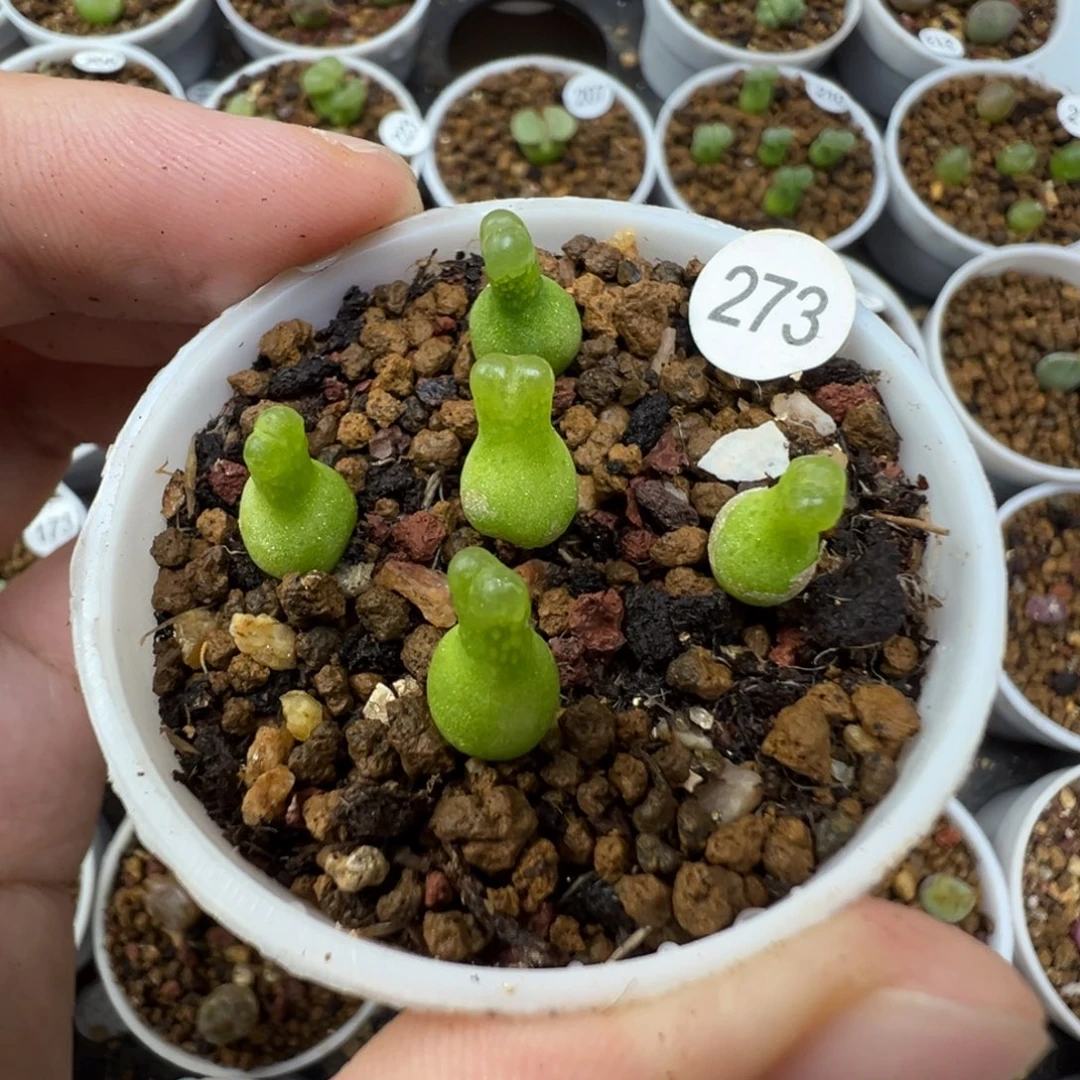N***o小葫芦5颗带盆土273000
