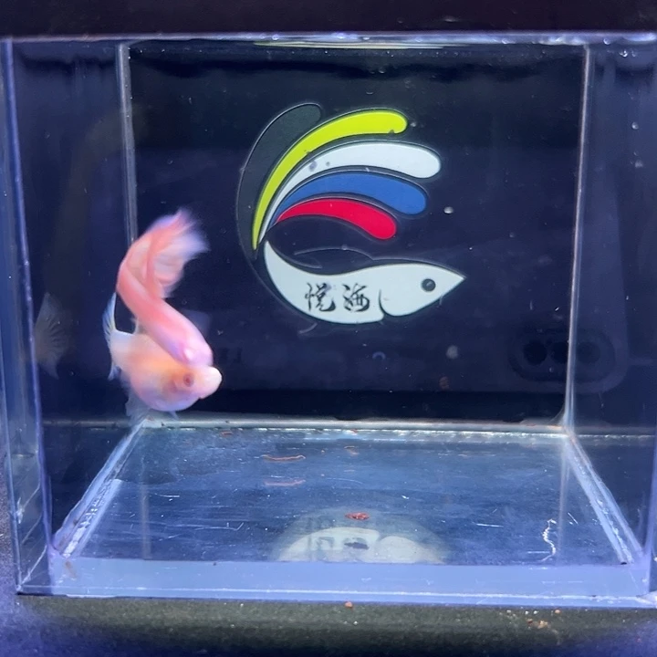 孔雀鱼金粉种鱼级别一对