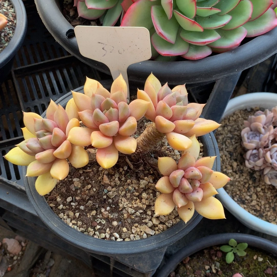 晴***空红象牙727272727272@