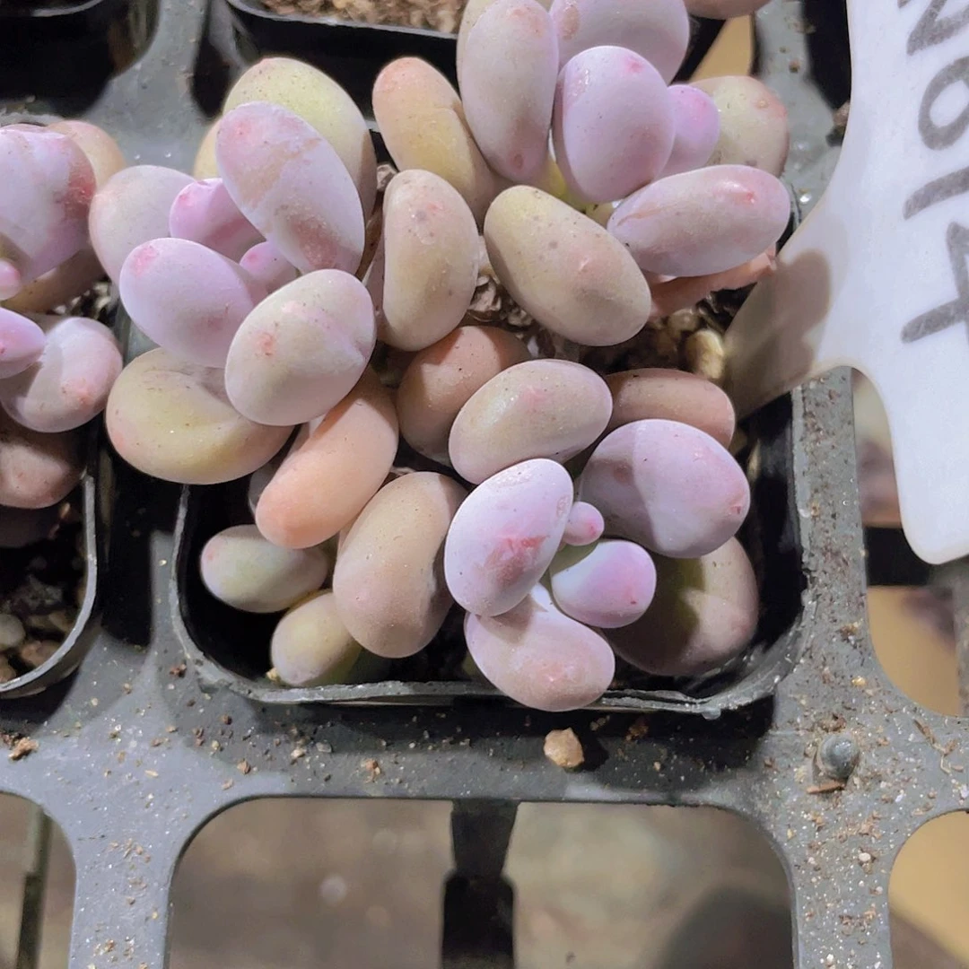 奶酪群w014一物一拍