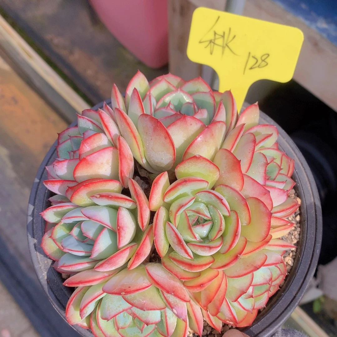 我家的小姐姐们都是我的小可爱们的