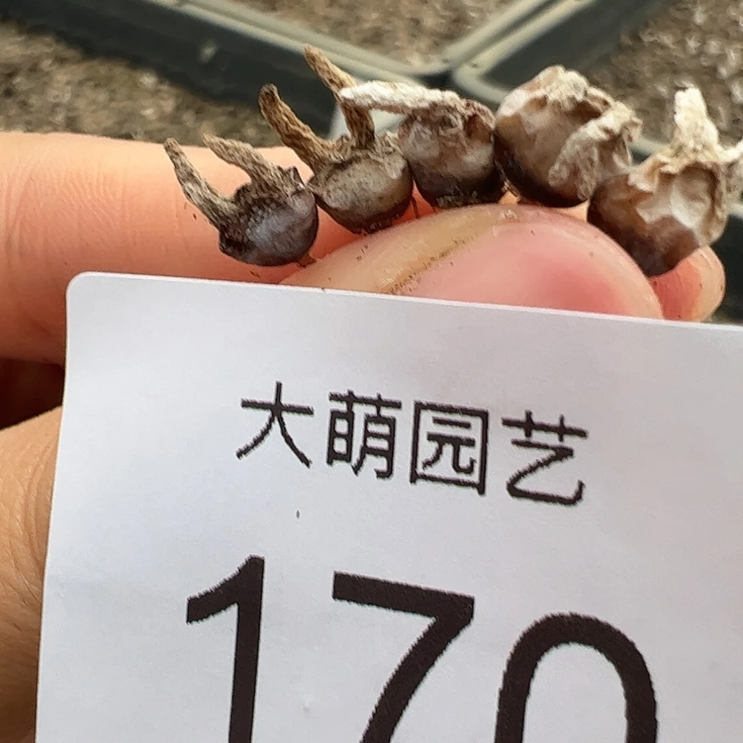 0000170量拍短耳黑兔子5颗