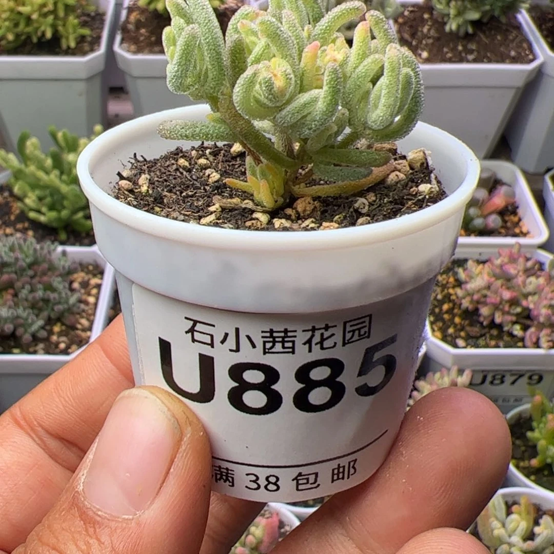 限***柔多肉植物枝干不知名