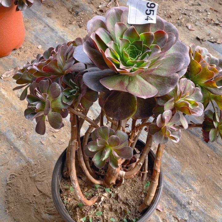 樱*?多肉魅金玫瑰法师954