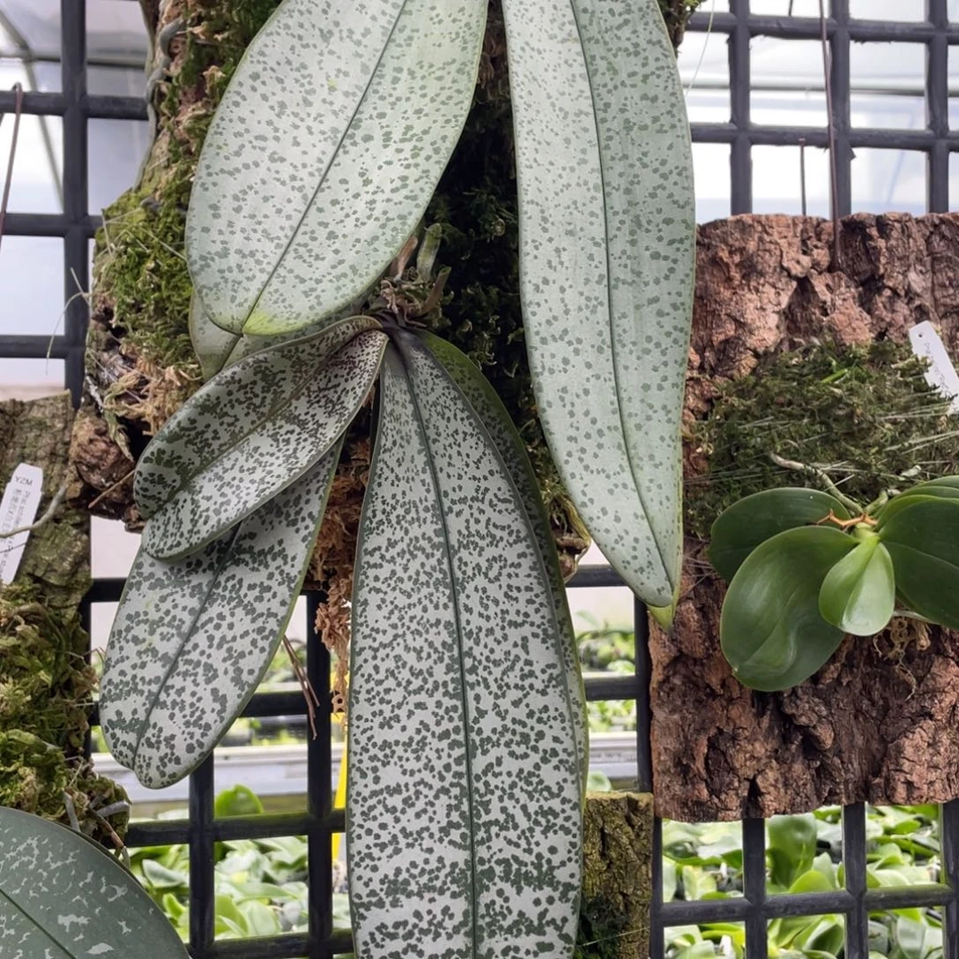 当前无花栽培后可以开花0051超银西实生2颗板植