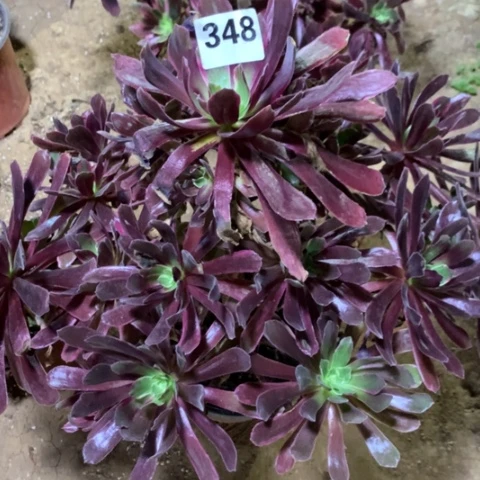 348法师多肉植物赤霞飞