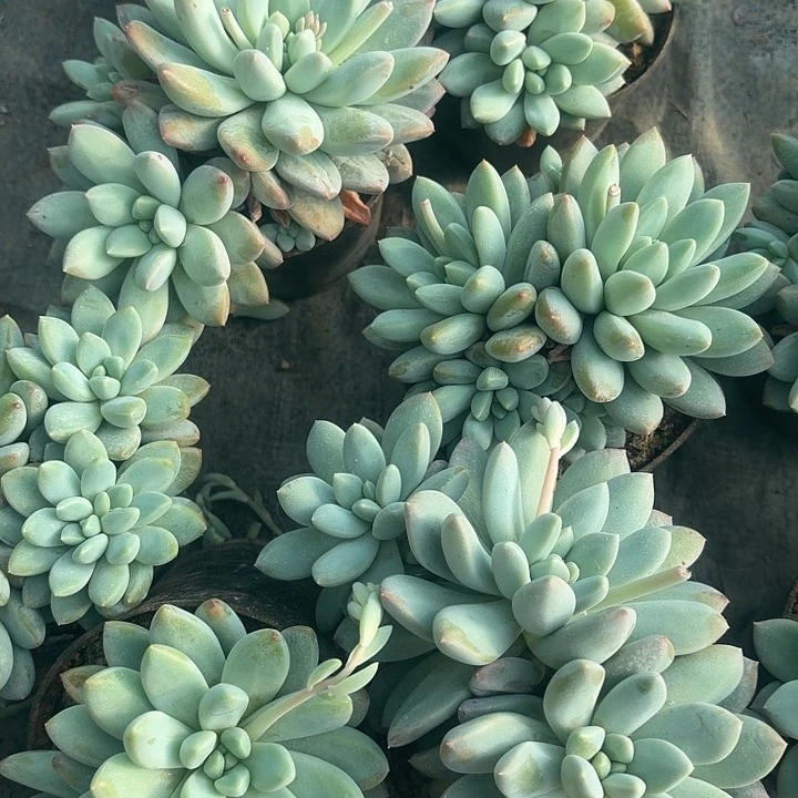 奶糖多肉植物盆栽