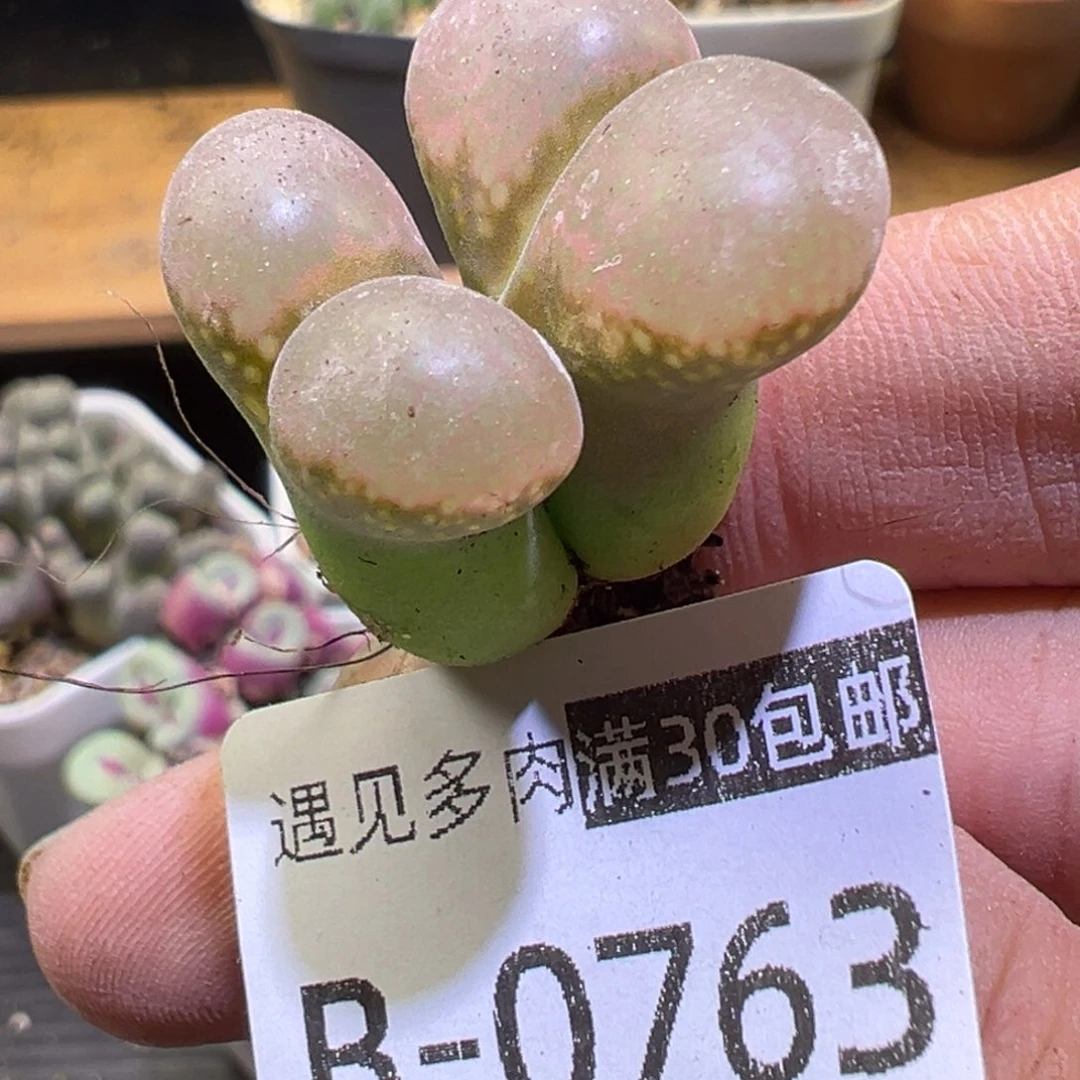多肉植物111111111111