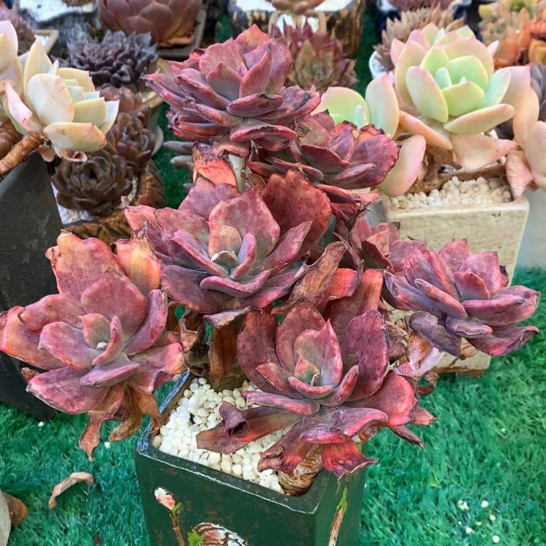 钻石锦多肉植物盆栽