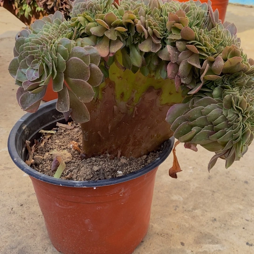法师 所见即所得。