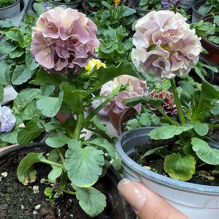 暖***子少量花朵（建议范围：2朵-5朵 或40%以下）