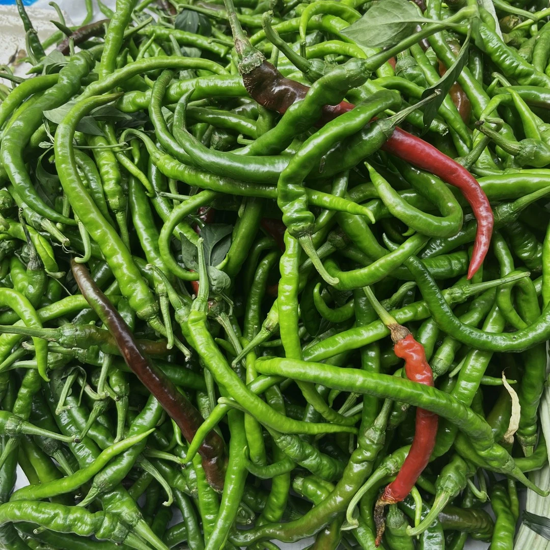 新鲜青辣椒线椒二荆条薄皮辣椒农家自种露天种软皮中辣尖椒香辣