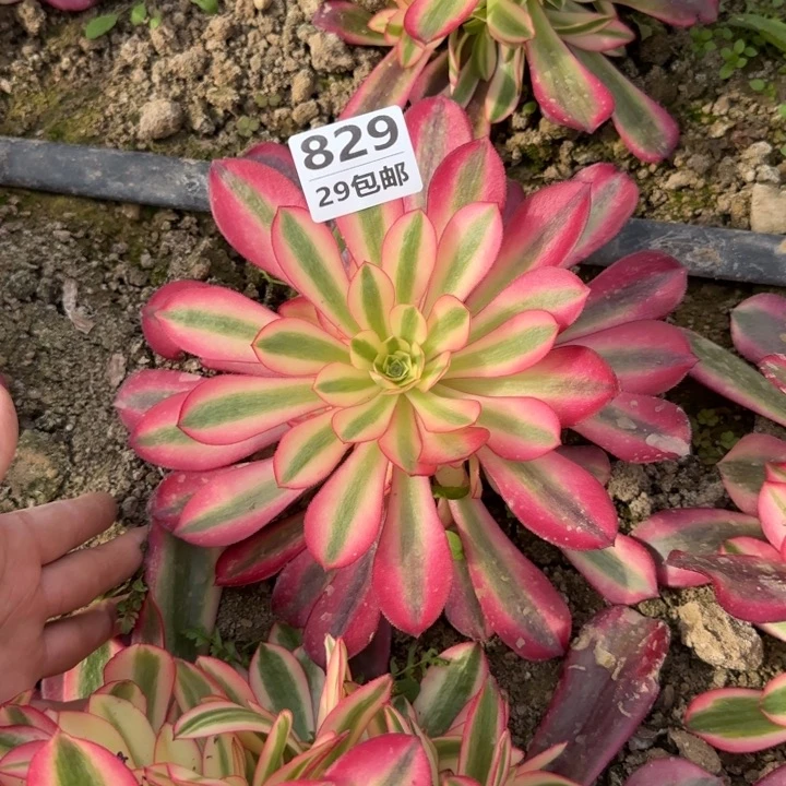 美杜……多肉植物……