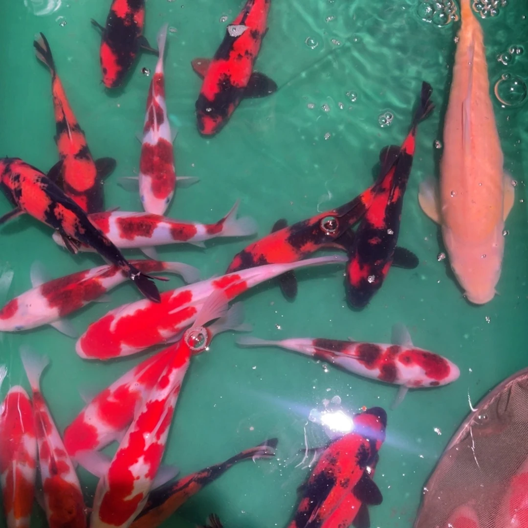 海水鱼高端精品锦鲤