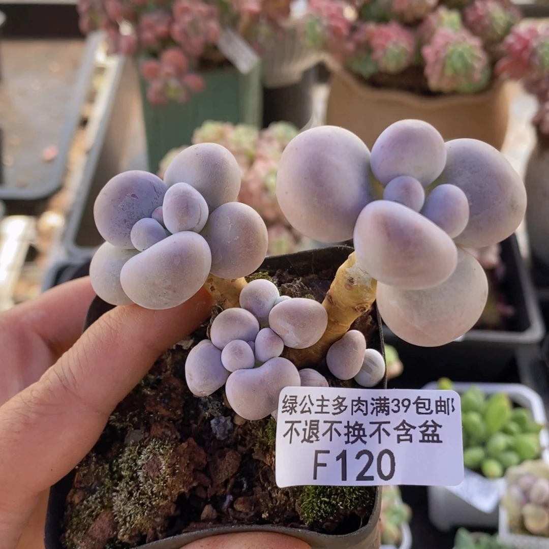 芭比奶洛7cm120多肉植物