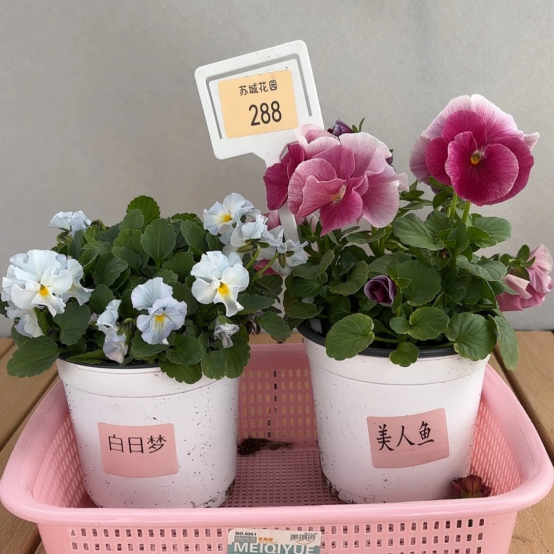 大部分开放少量花苞288