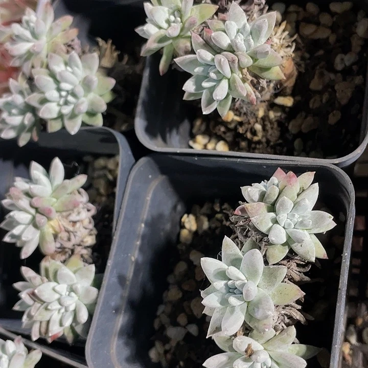 7方大白菊老桩带盆