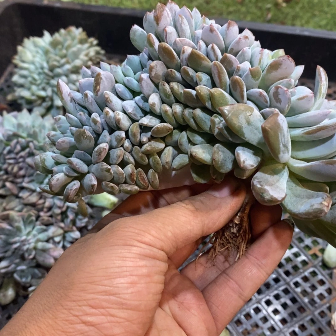 满***辰星影缀化树缀化树