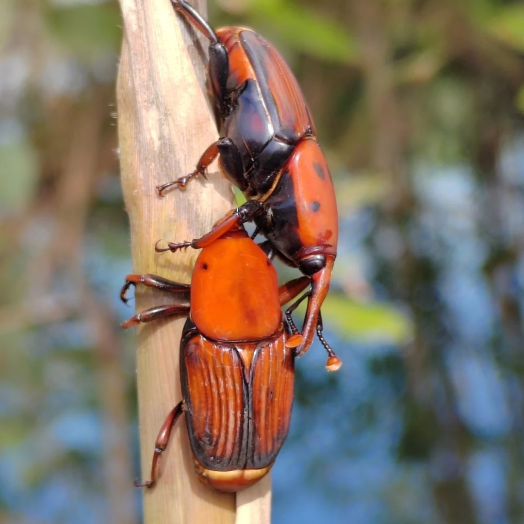 优质竹虫种苗精选甲壳虫竹象虫成虫鲜活好养高蛋白