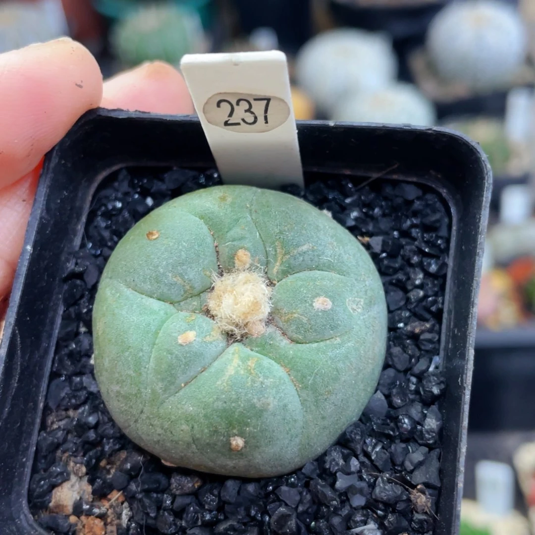 盆5公分满25包邮裸根发货