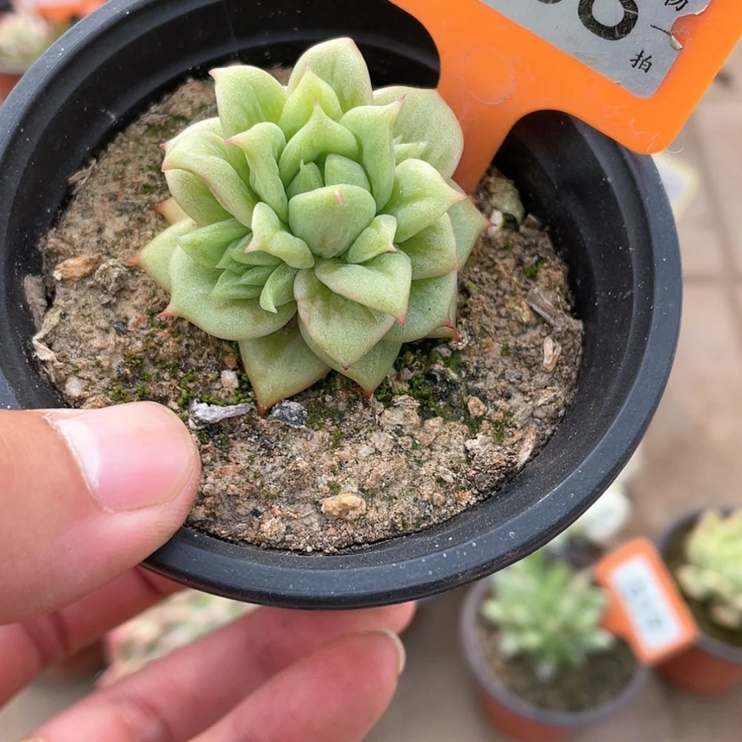 【闪购商品】608号