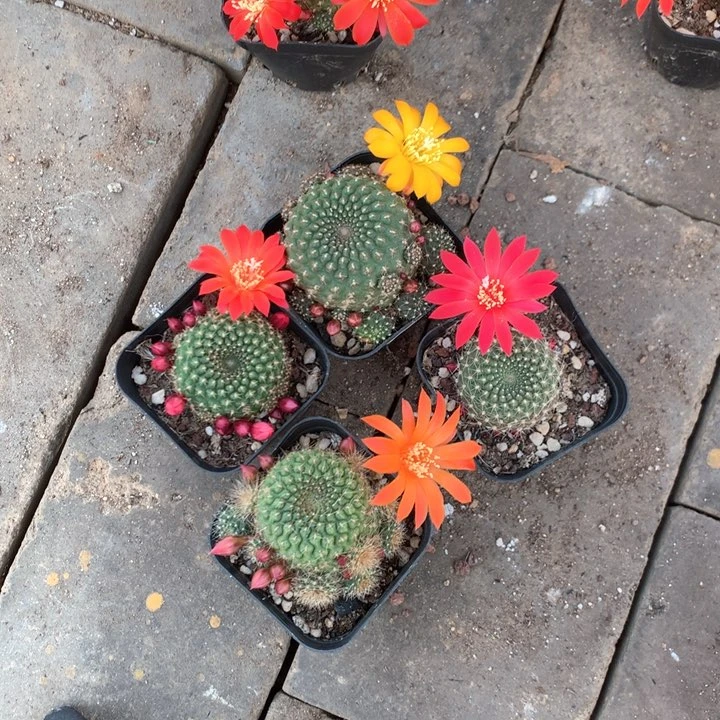 王专拍带盆土发货