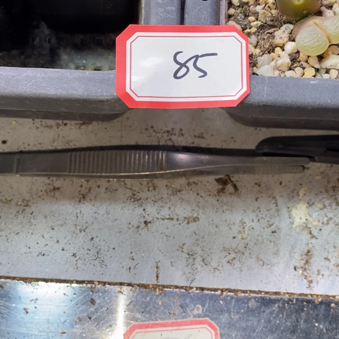 爪*55666666666666666555666588