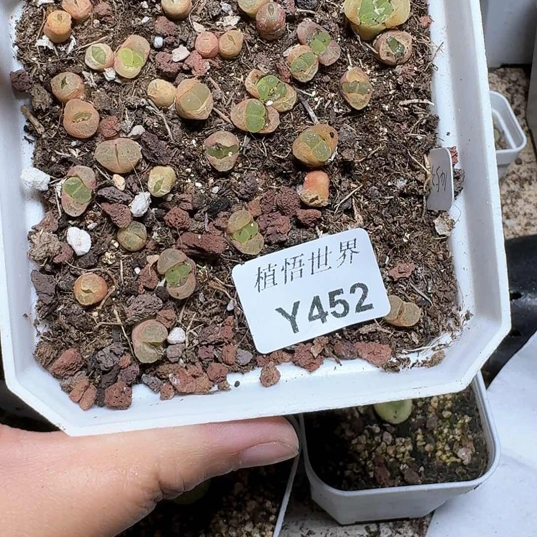 452b多肉植物哇cvv