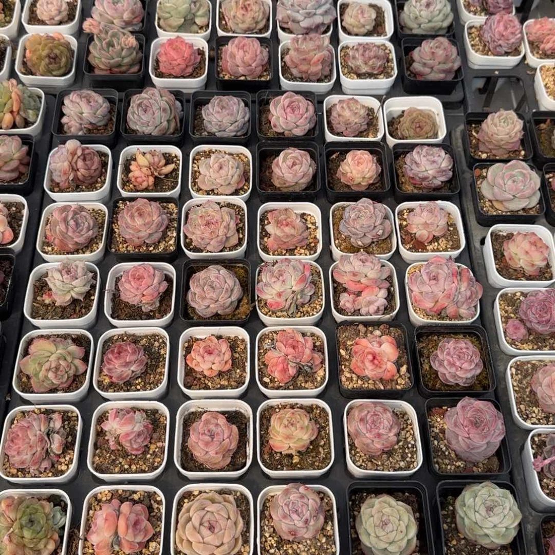 从前慢花园精选多肉珍妮4颗