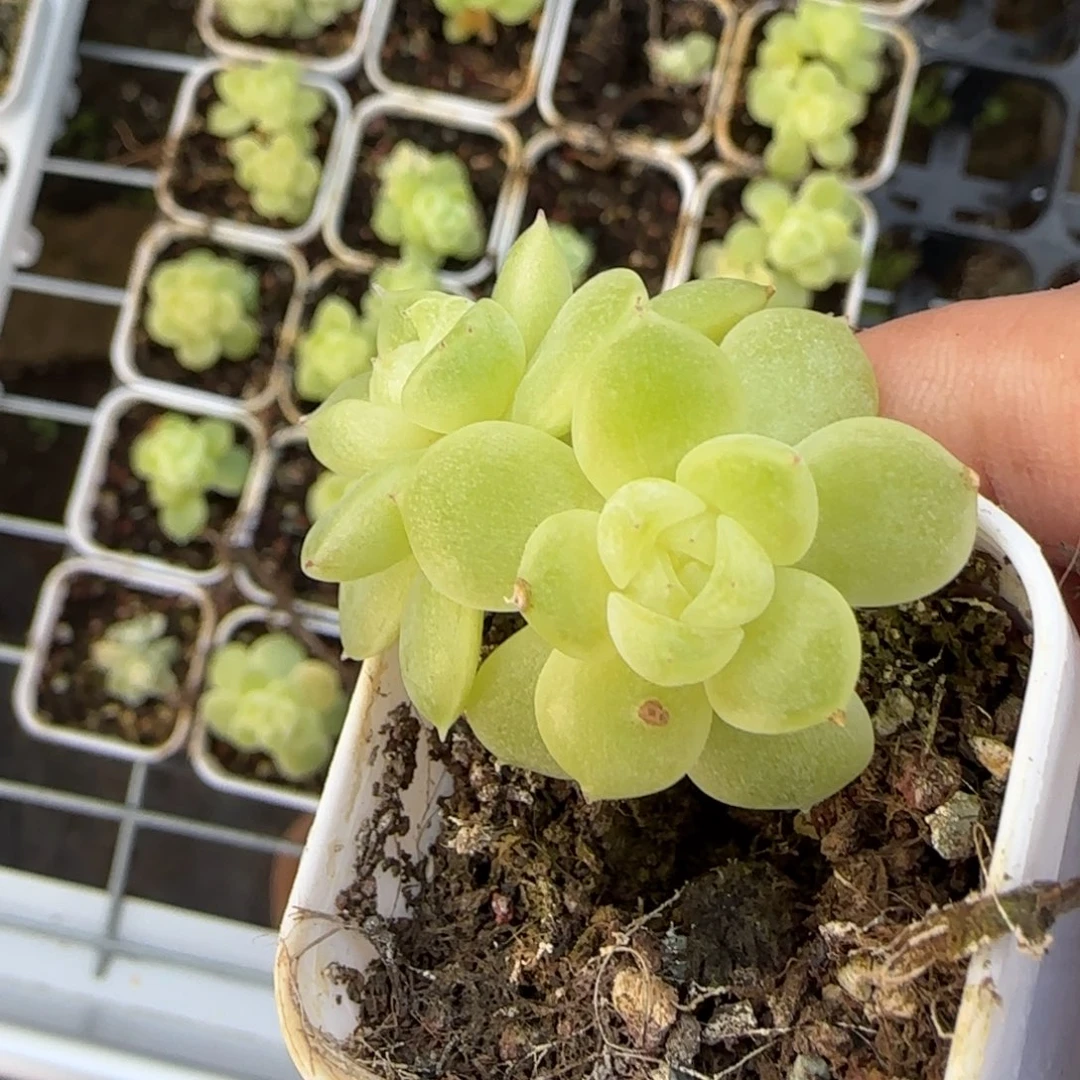 财富684 盆1床一个满25包邮