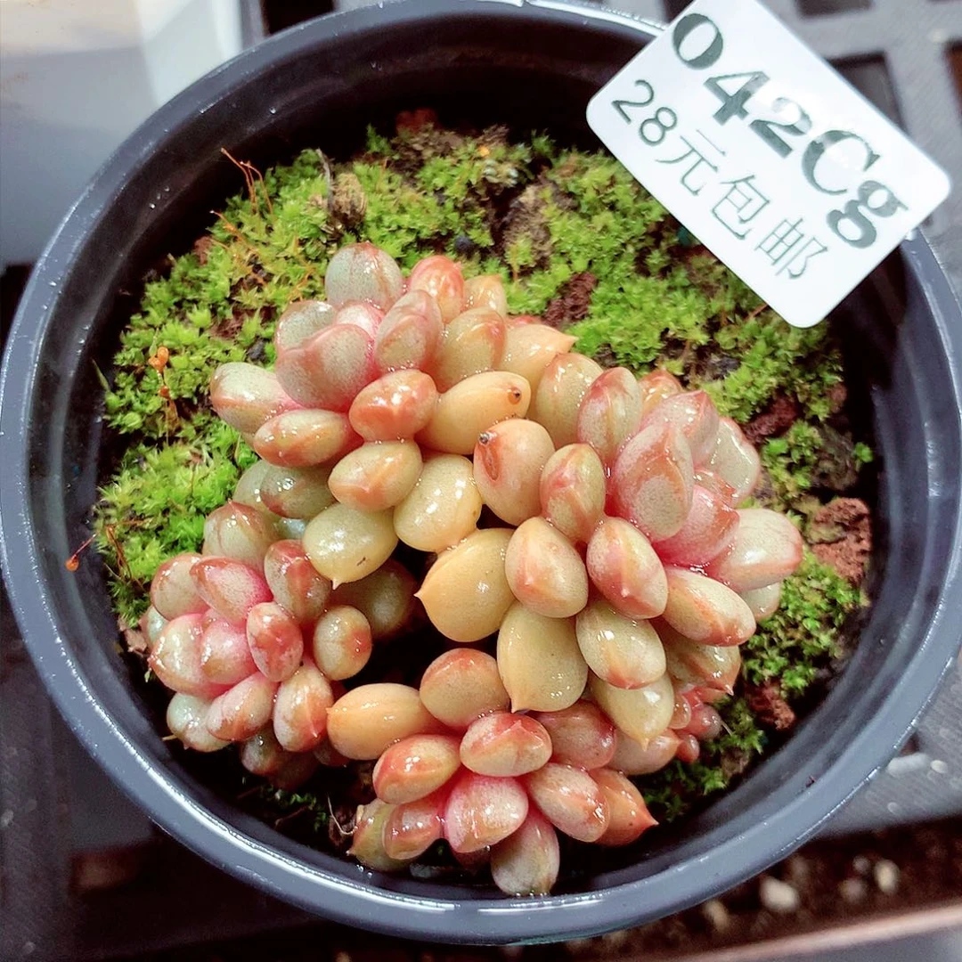 5厘米盆精控多肉042